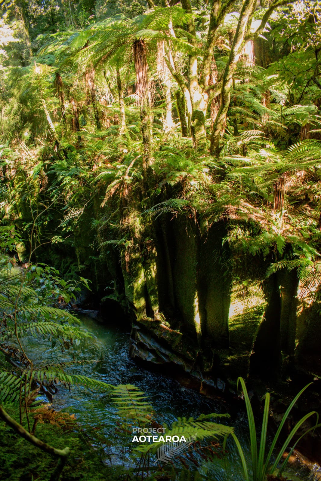 Whirinaki Forest - canyon-01.avif