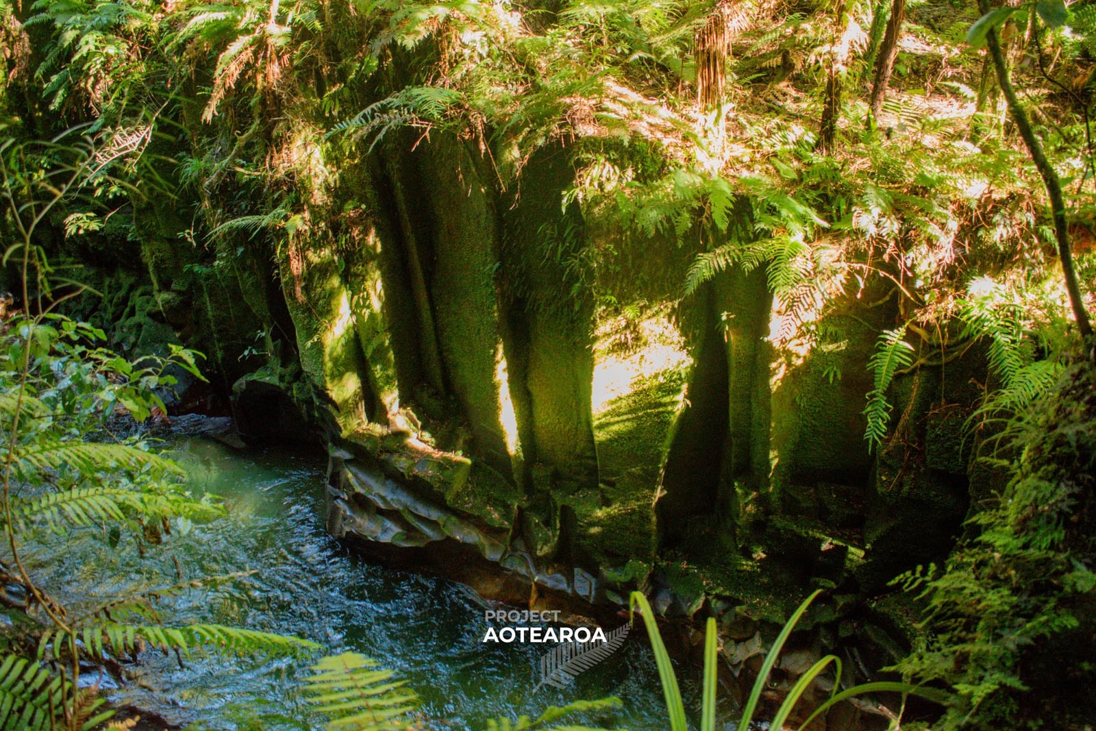 Whirinaki Forest - canyon-02.avif