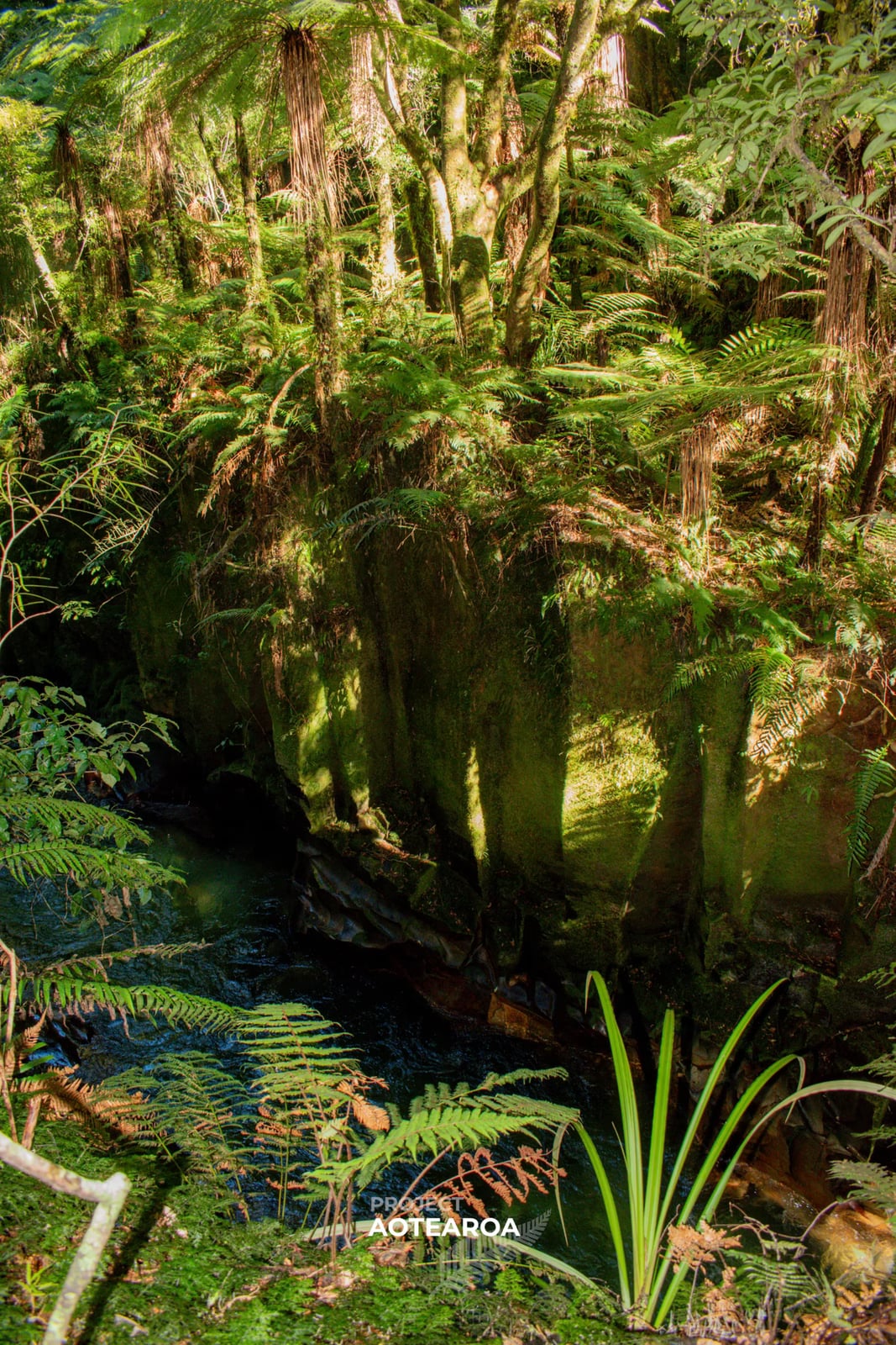 Whirinaki Forest - canyon-03.avif