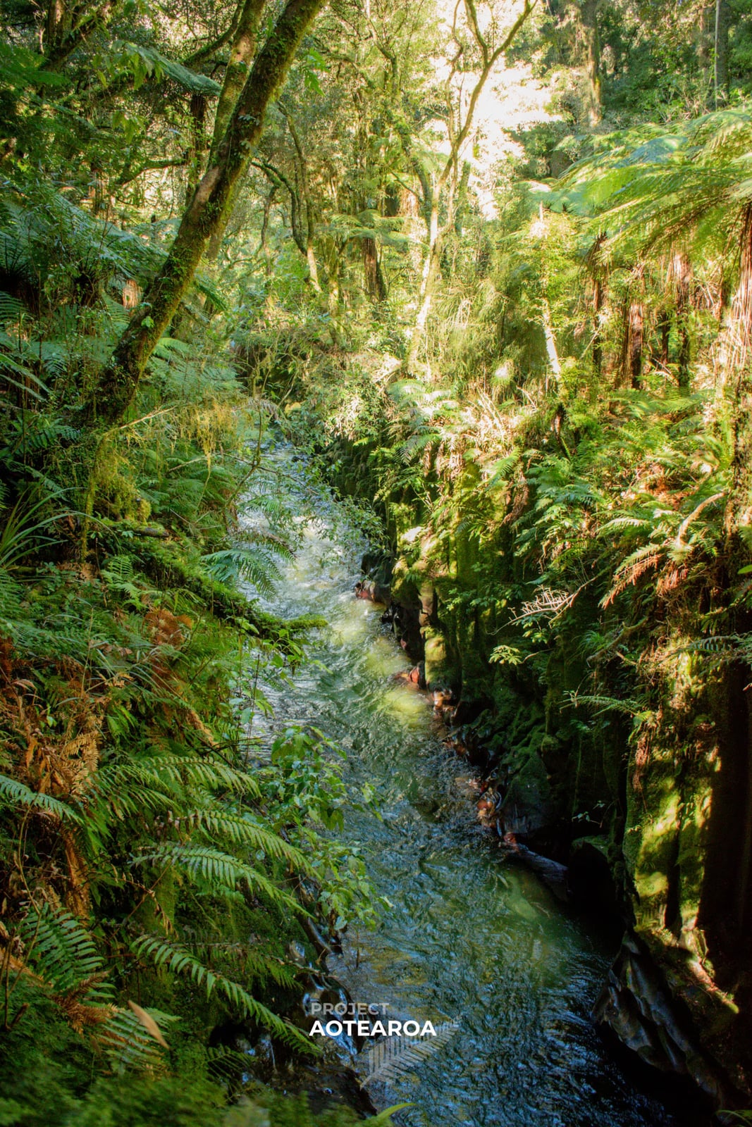 Whirinaki Forest - canyon-04.avif
