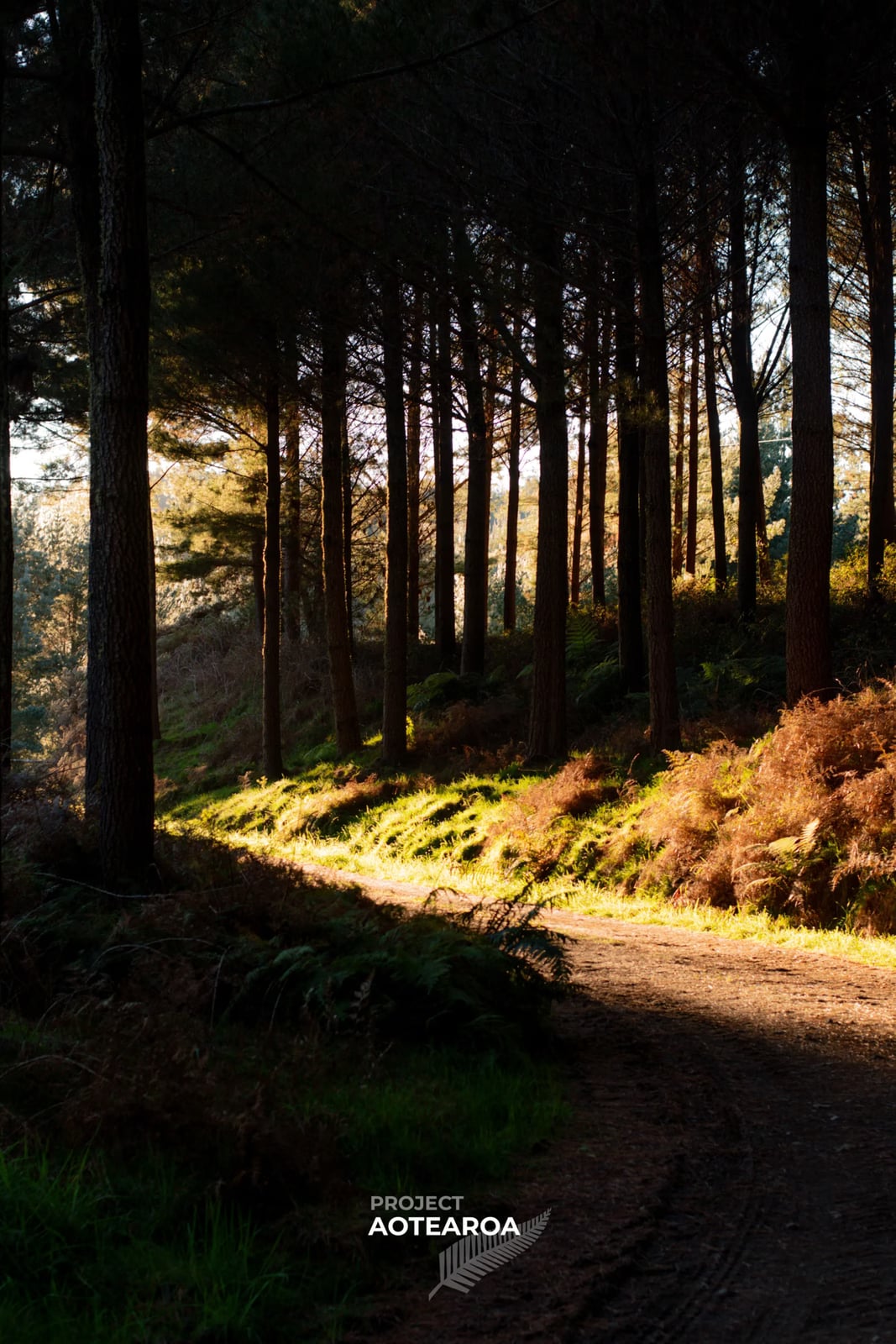 Whirinaki Forest - forest-trail-02.avif