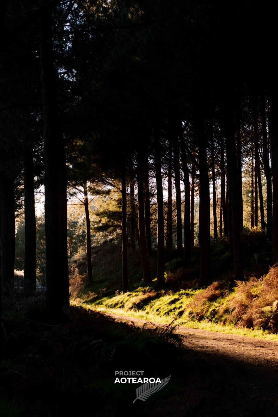 Whirinaki Forest - forest-trail.avif