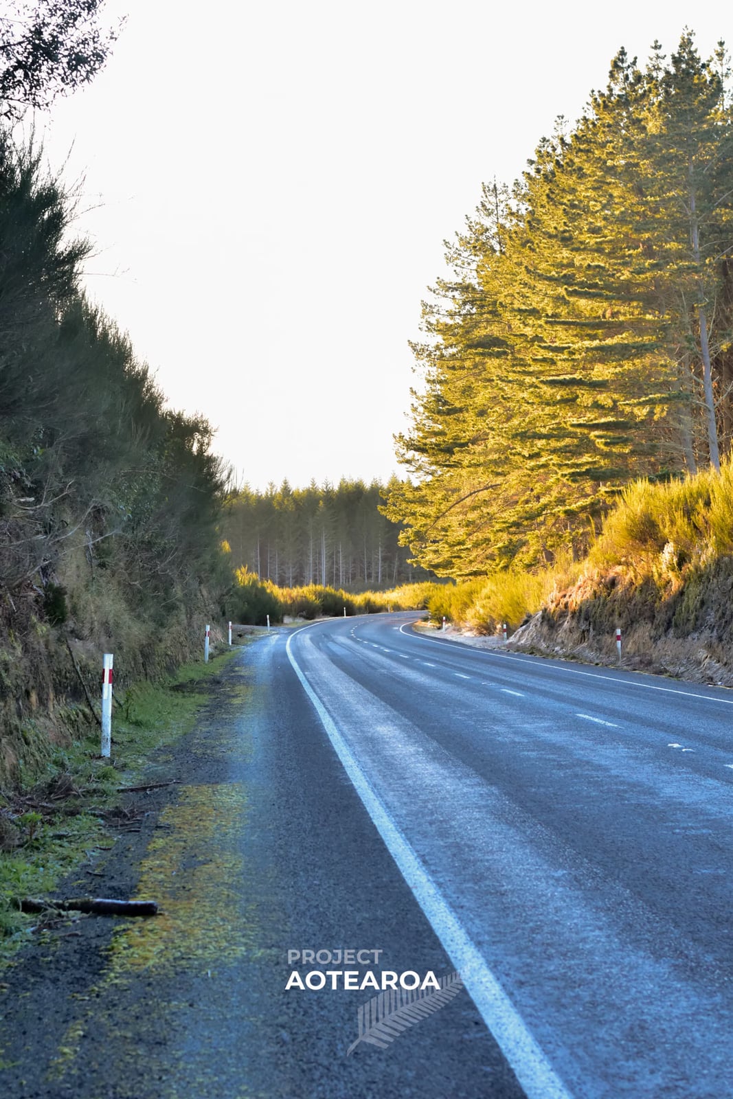 Whirinaki Forest - road-01.avif