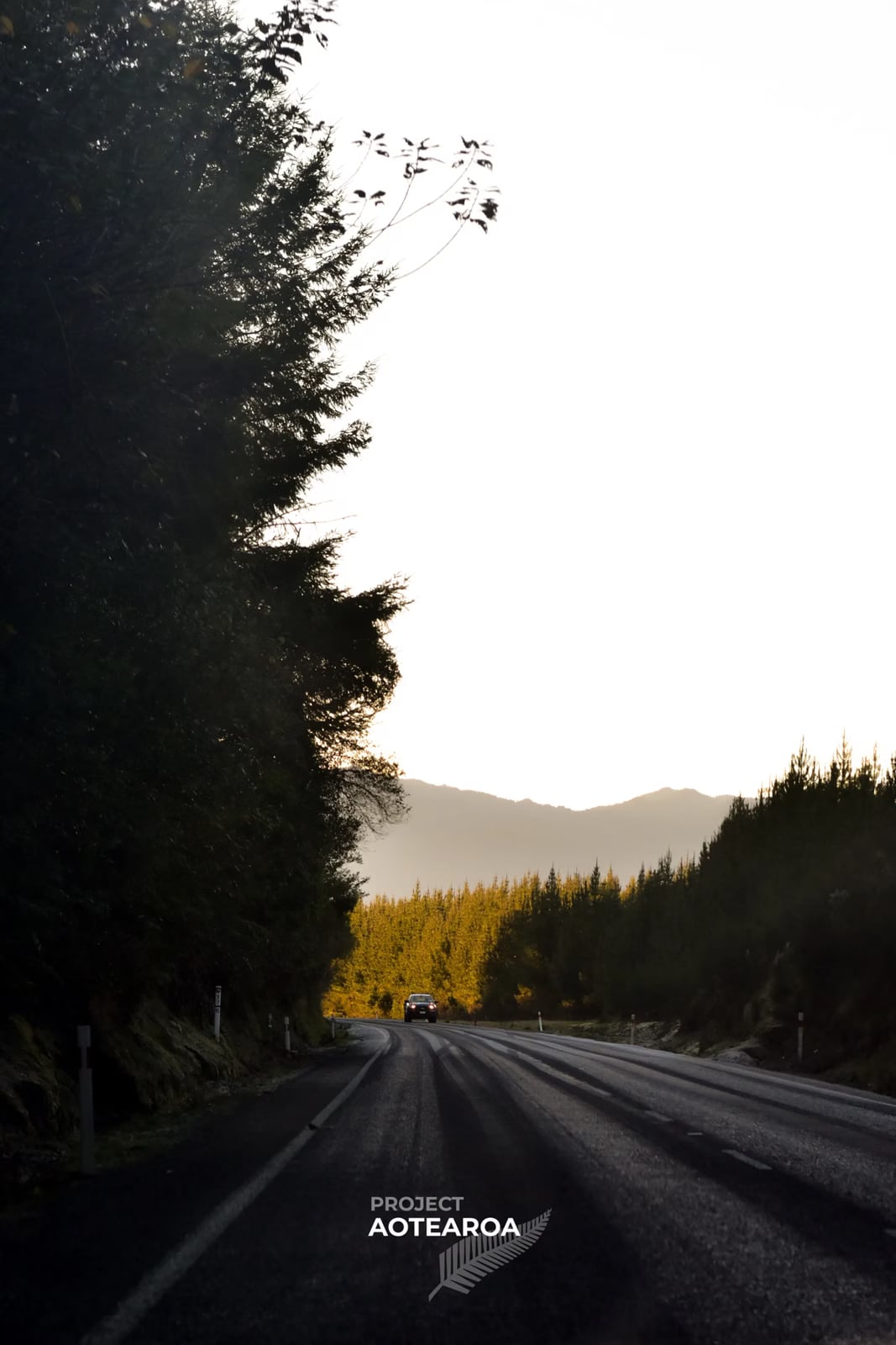 Whirinaki Forest - road-02.avif