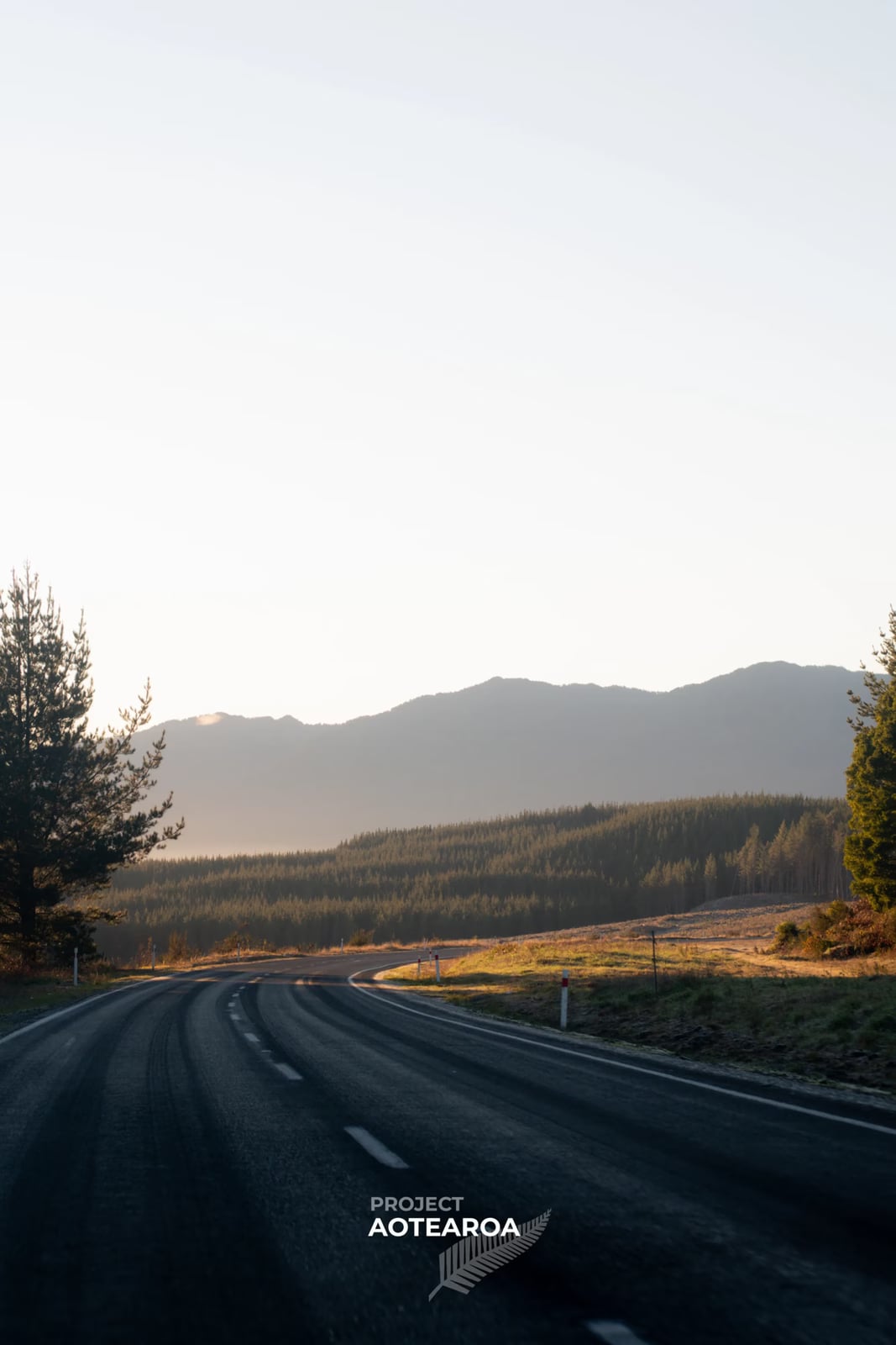 Whirinaki Forest - road-03.avif